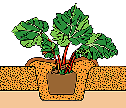 rhubarbe plantation