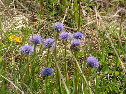 jasione