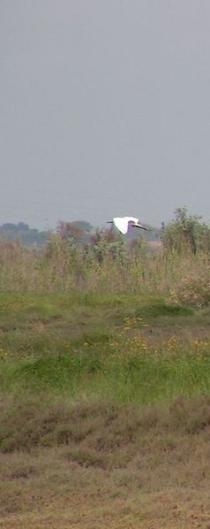 aigrette garzette