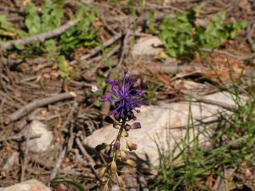 muscari commun