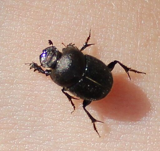 Petite betes d’avril