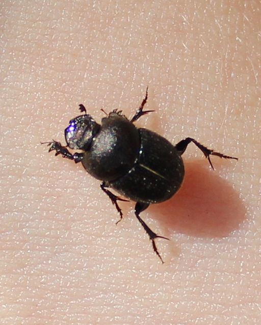mais quel est donc ce coléoptère du jardin? taille moins de 1 cm.