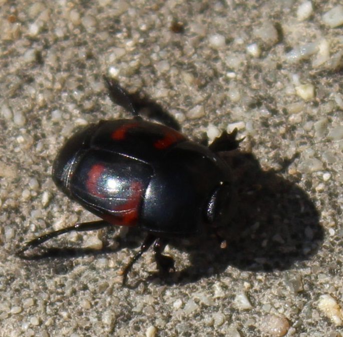 celui ci est un peu plus gros (>1 cm) et vachement plus rapide!