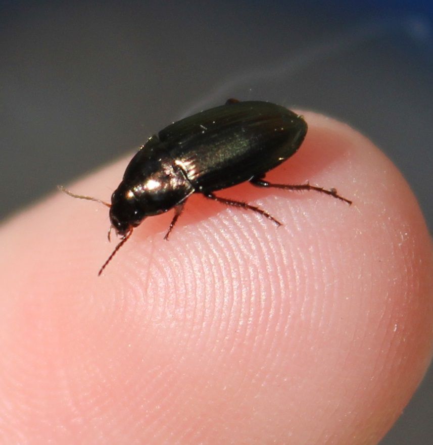 altise? ici on les appelle les petites betes du blé! elle viennent lorsque le blé est encore vert.