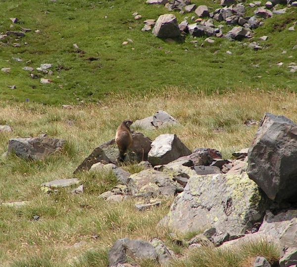 marmotte