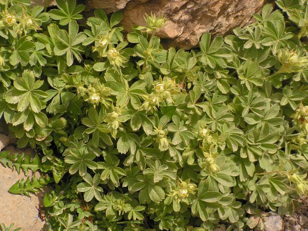 alchemille