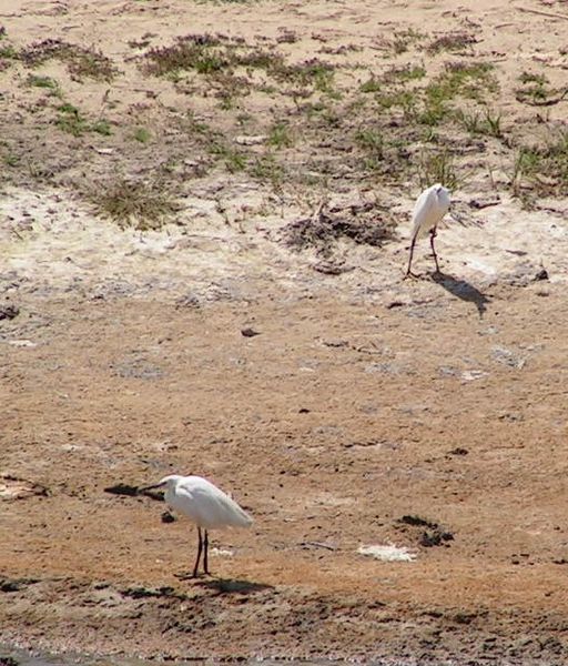 aigrette garzette