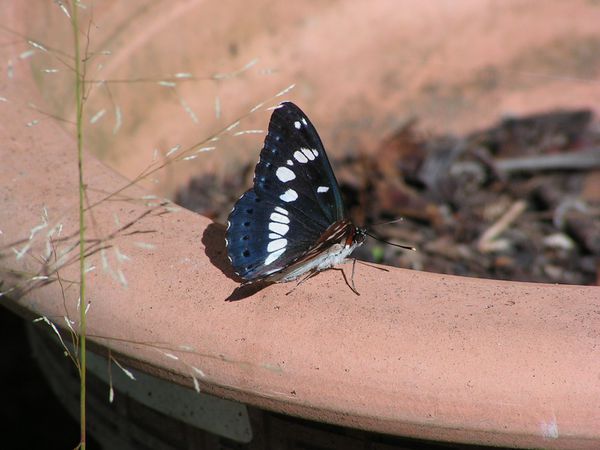 limenitis reducta