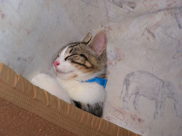 Dur dur d’être un chat!