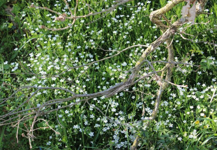 Flore et faune très locales
