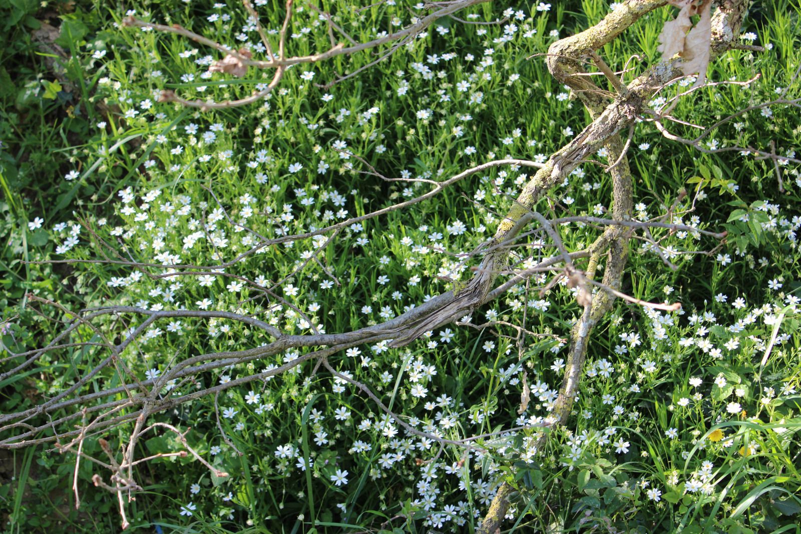 Flore et faune très locales