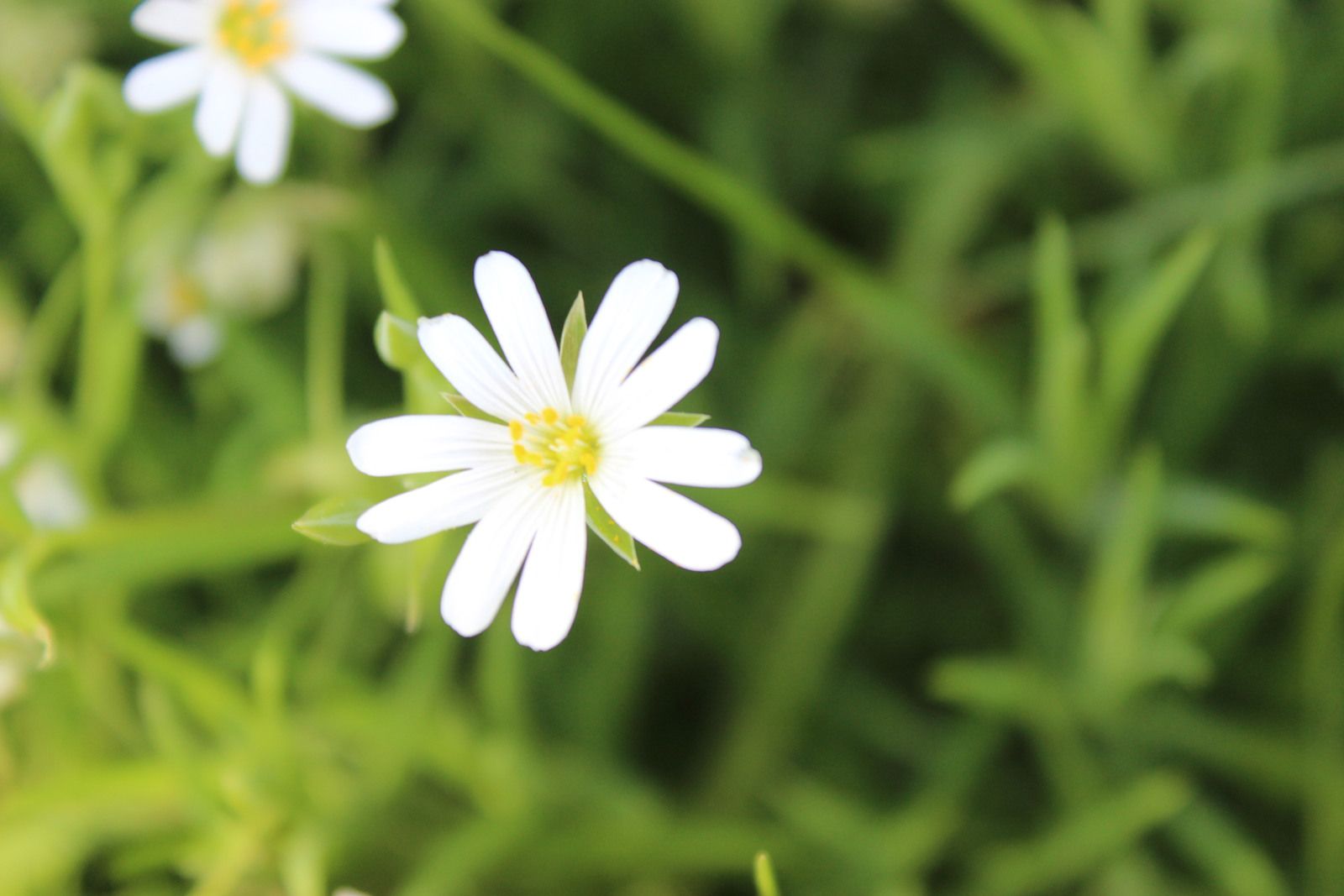 Flore et faune très locales