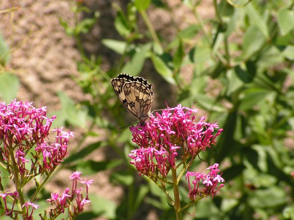 Un demi-deuil au jardin…