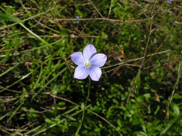 lin des alpes
