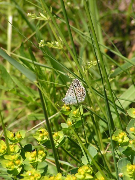 azuré