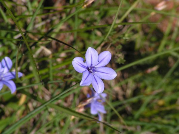 aphyllanthe de montpellier
