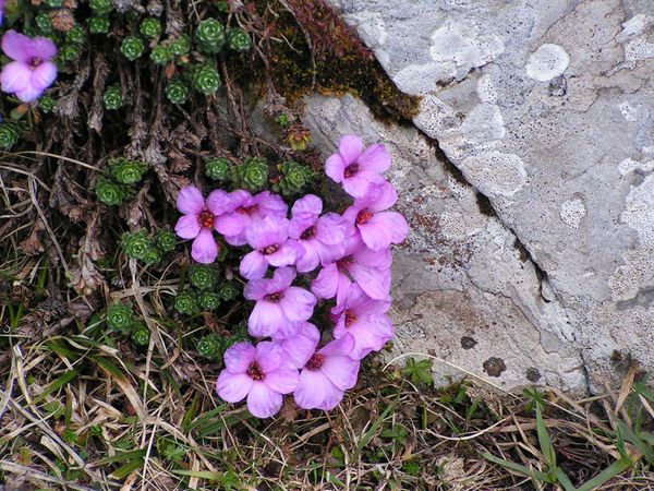 saxifrage