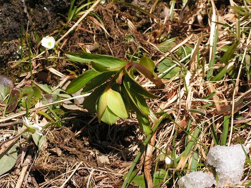 hellebore
