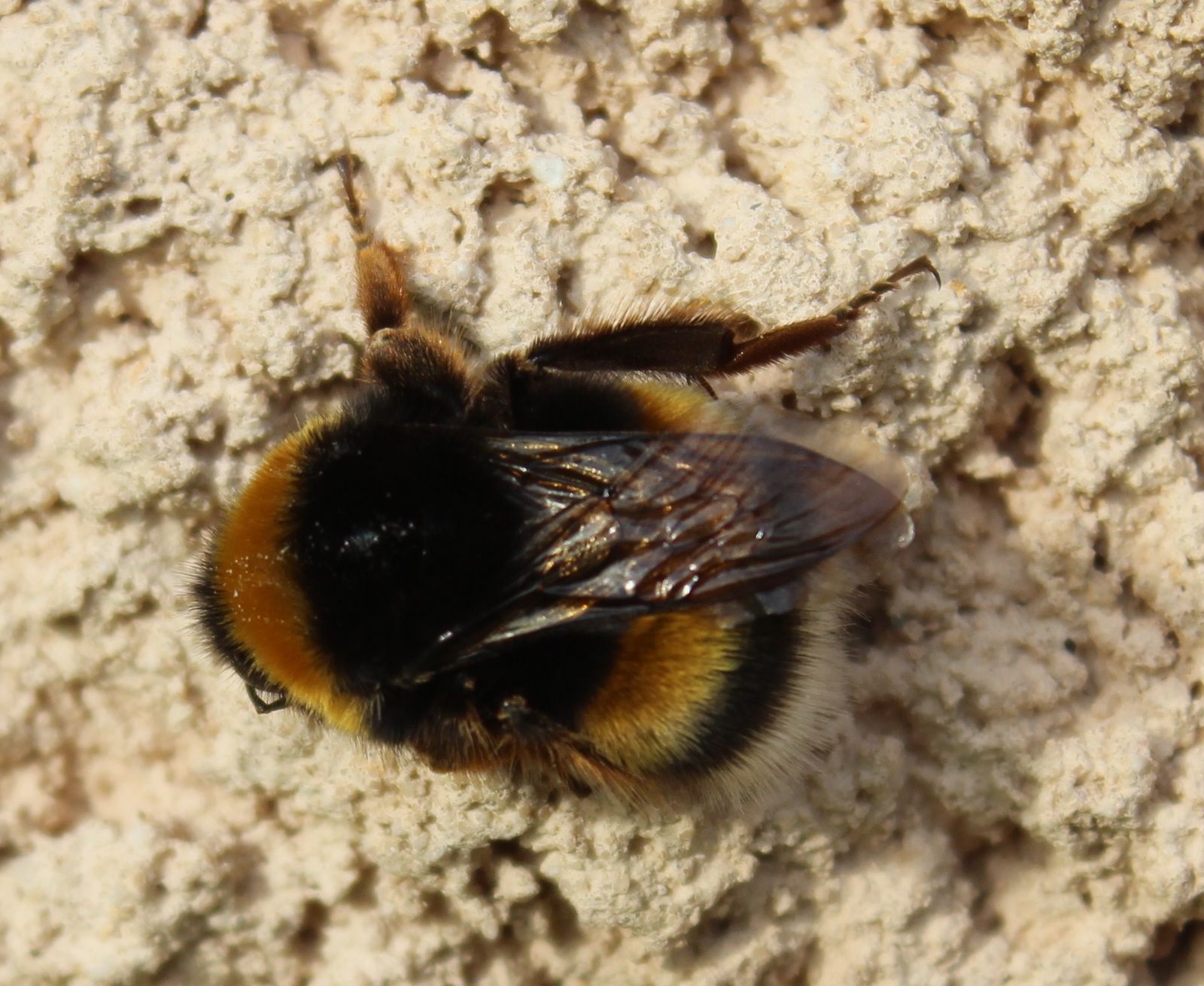 Petites betes du jardin