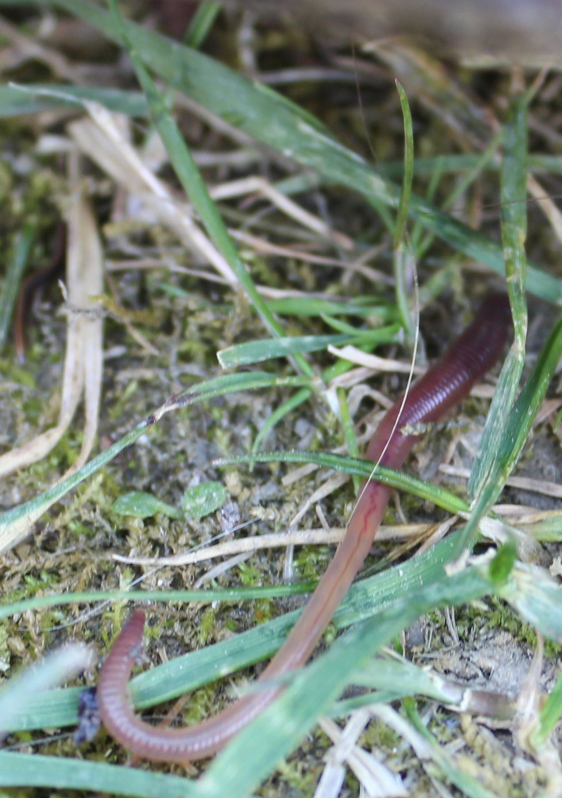 Petites betes du jardin
