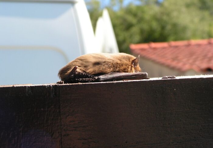 Pipistrelle…