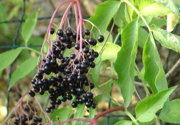 Sureau