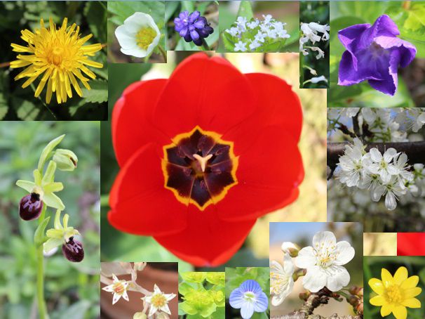 Autour des fleurs