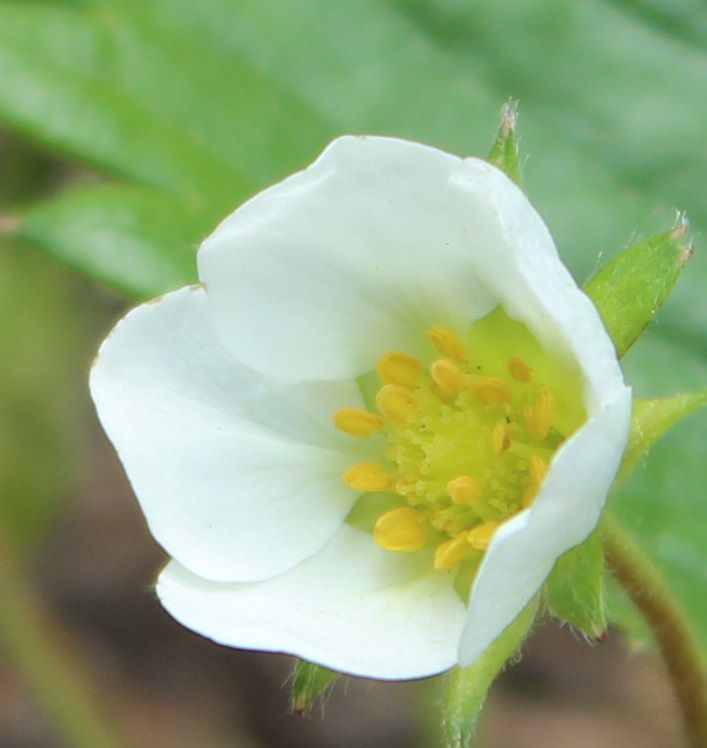 Autour des fleurs