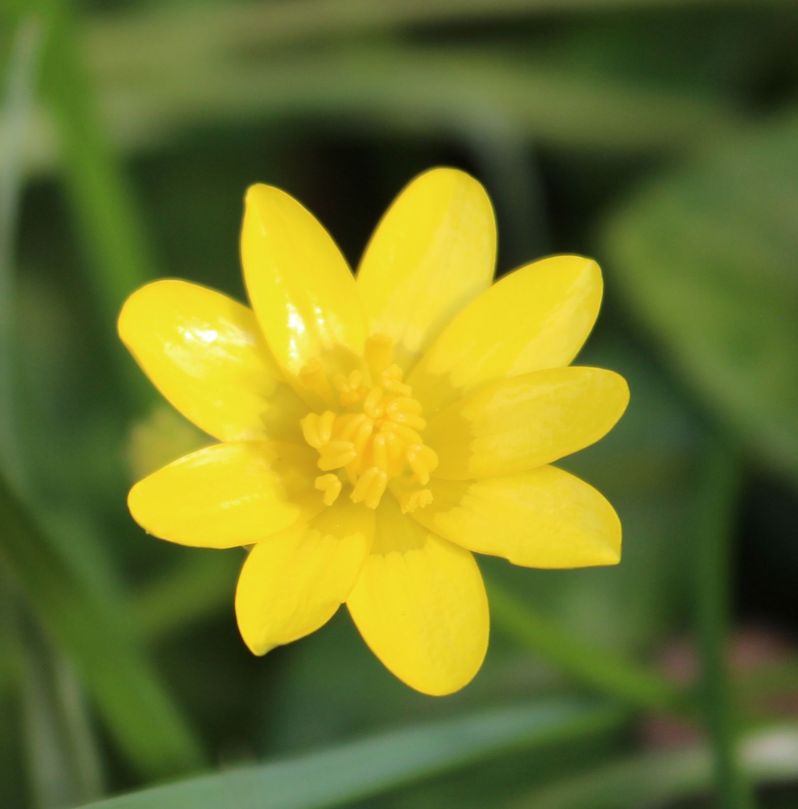 Autour des fleurs