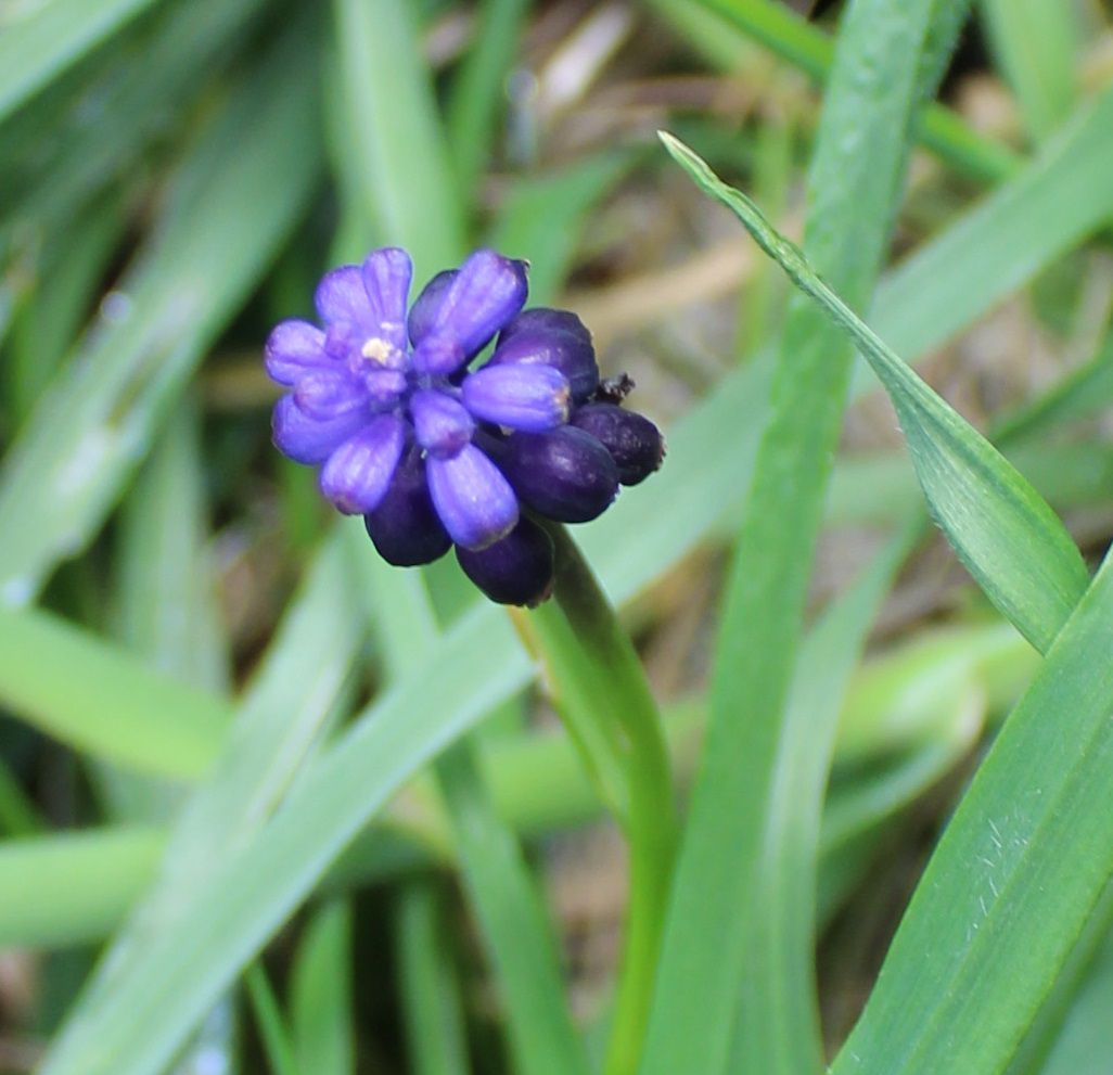 muscari