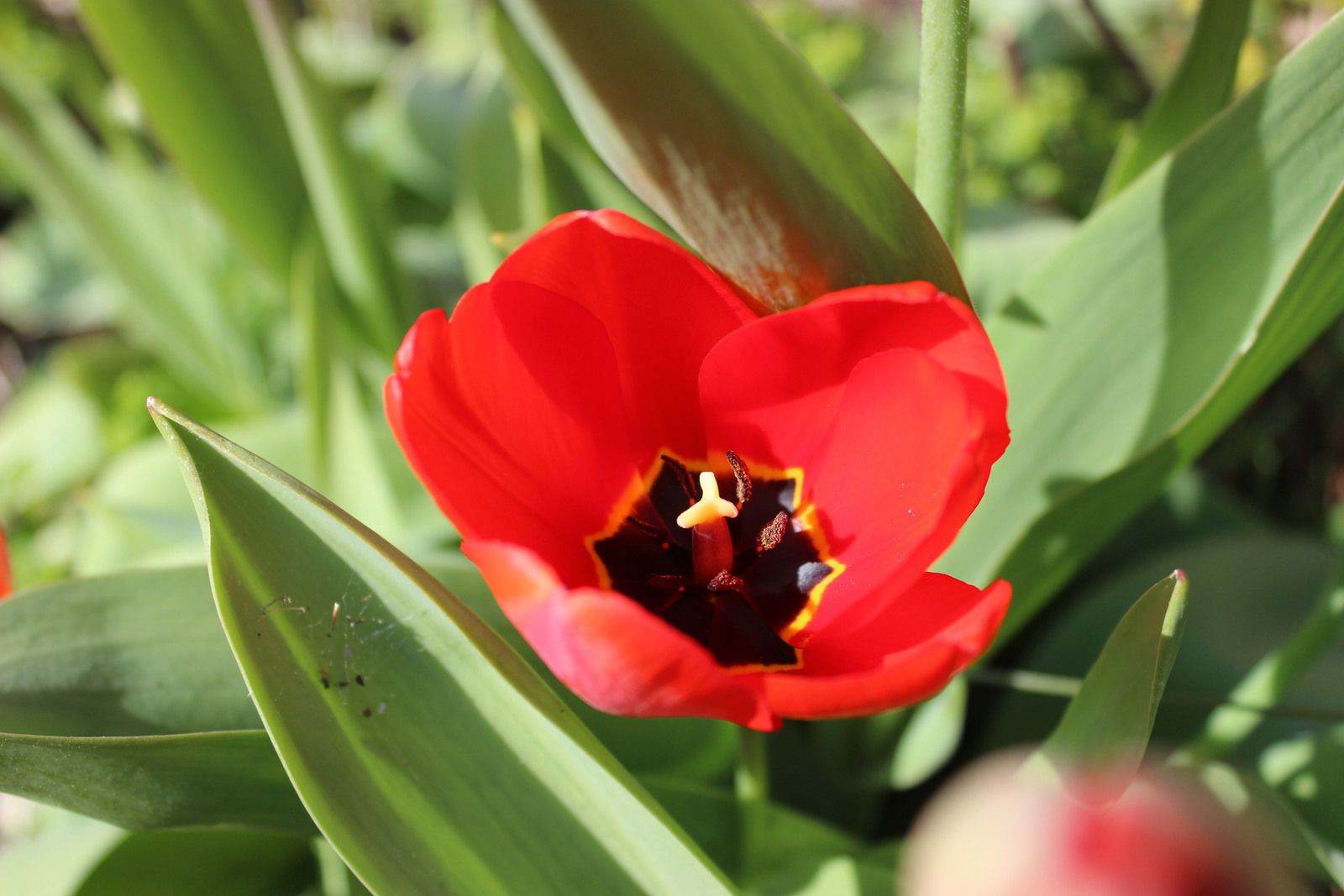 tulipe