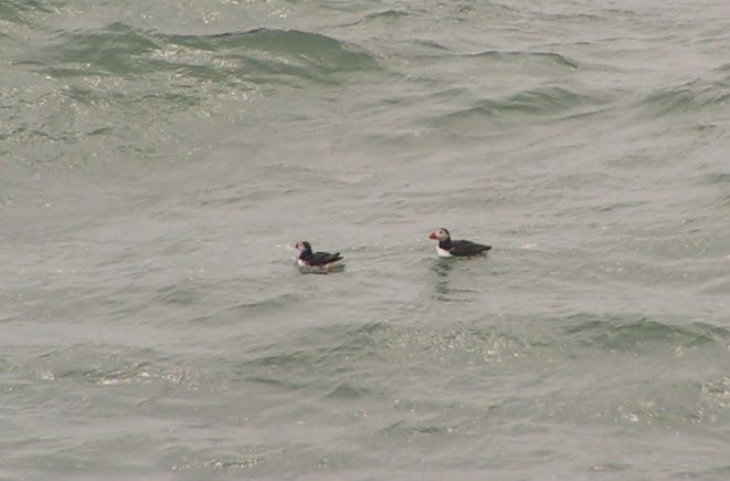 Macareux et orgues basaltiques