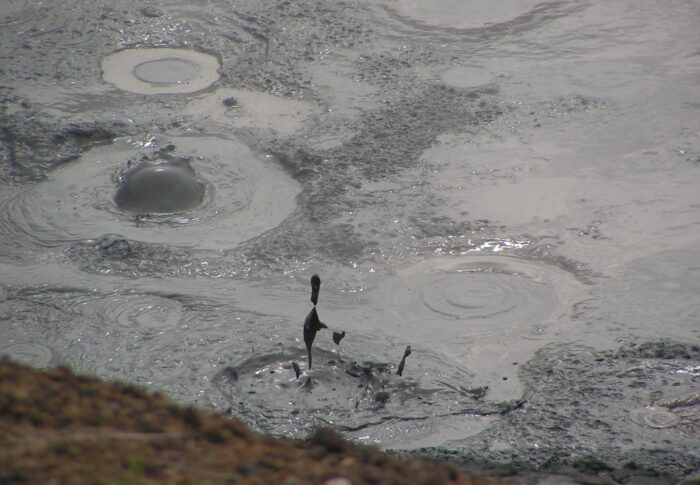Coucou d’islande