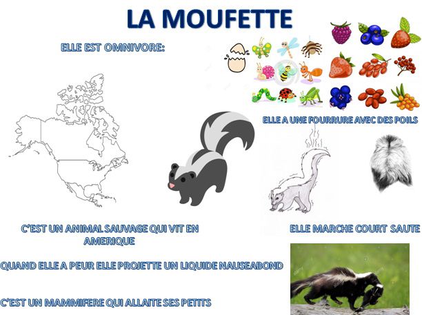 Partir des questions des enfants pour les apprentissages