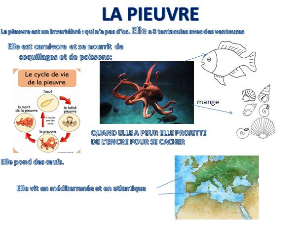 Partir des questions des enfants pour les apprentissages