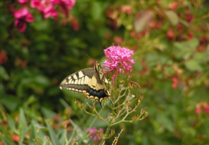 Un papillon au jardin