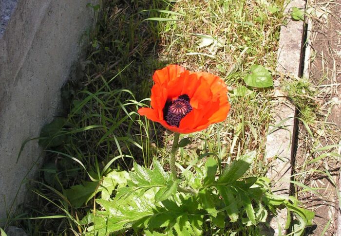 Et encore une nouvelle fleur dans le jardin!