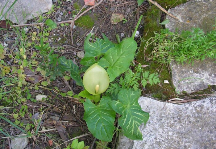 Encore un arum dans le jardin!