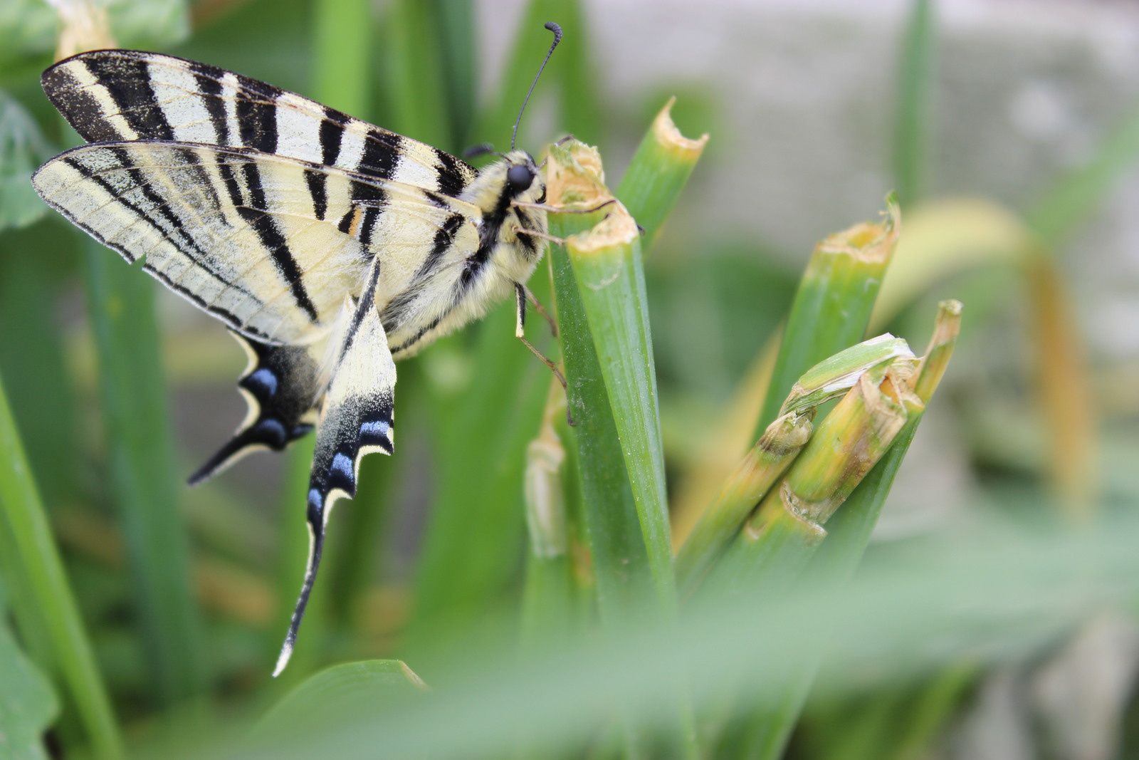 vu au jardin en avril 2017 par vent fort est resté 1/2h en place