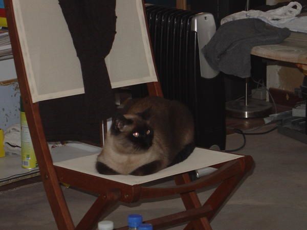 Le chat et les cloisons…