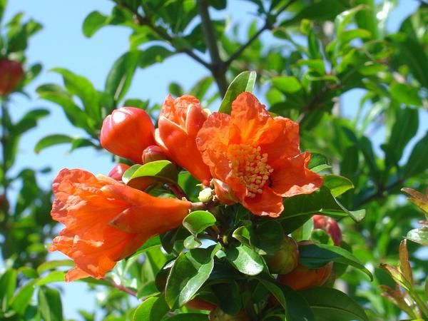 Le grenadier en fleur