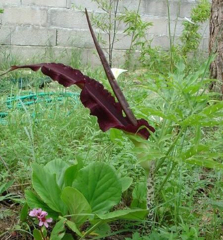 Enigme… Botanique