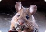 Les souris : le retour!?