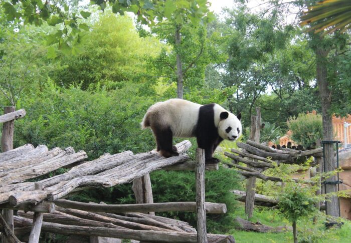 Zoo de Beauval