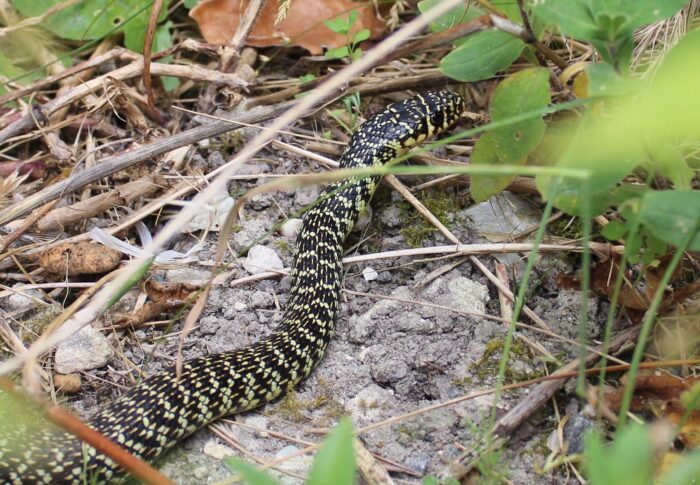 Couleuvre « cinglar » hierophis noire et jaune