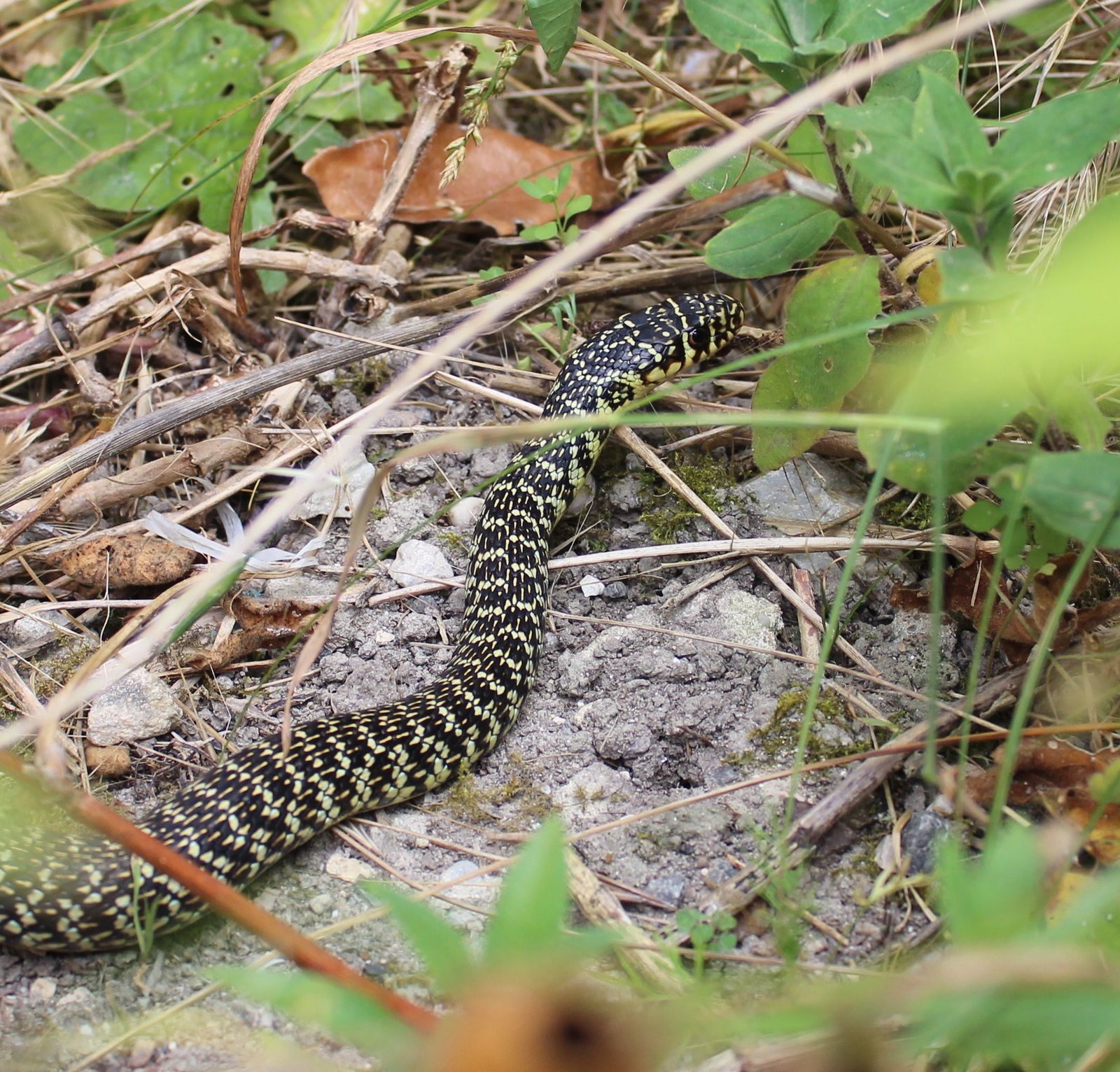 Couleuvre 'cinglar' hierophis noire et jaune