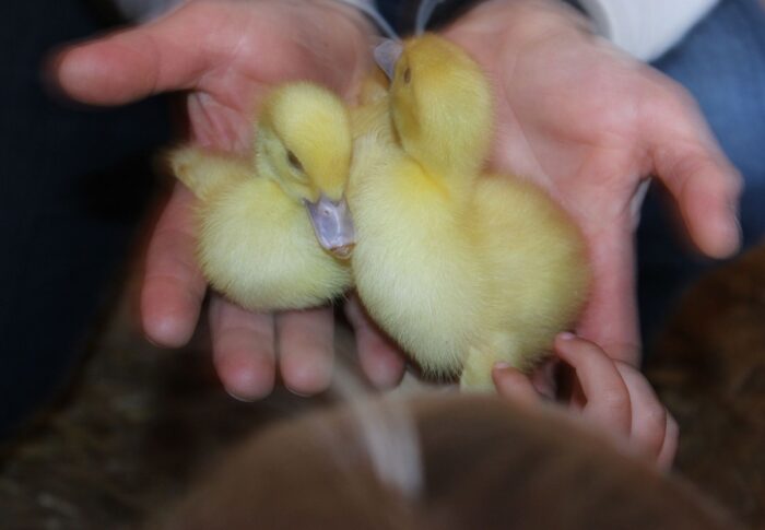La ferme des canards