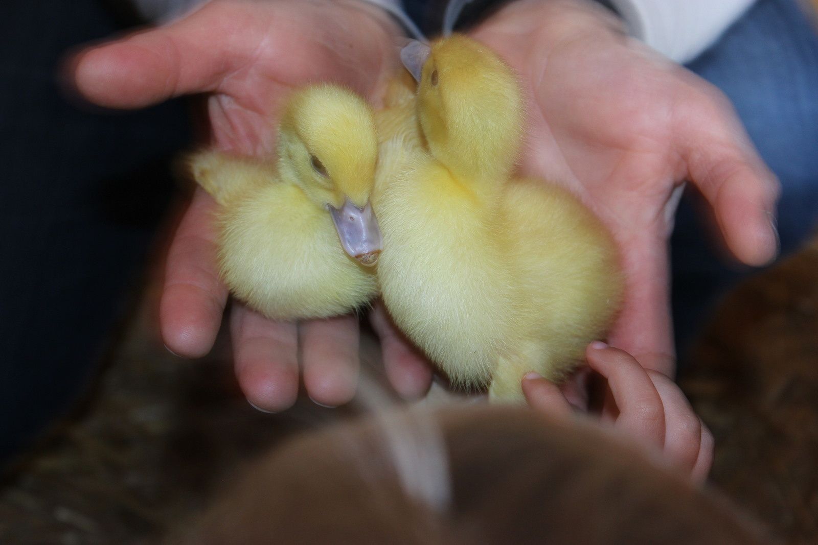 La ferme des canards