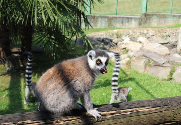 Le safari park de Pombia