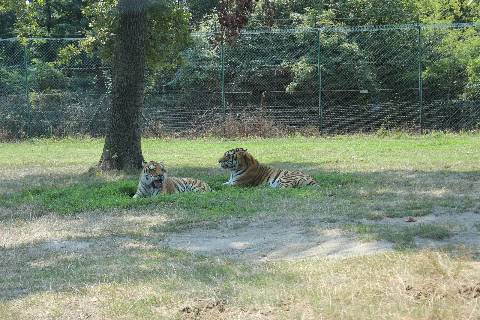 partie safari en voiture